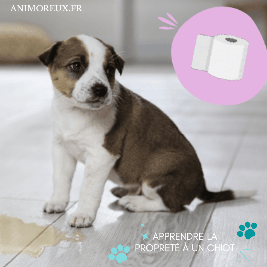 Apprendre-la-propreté-à-un-chiot