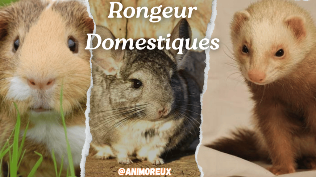 Rongeur-domestique-adorables-compagnons