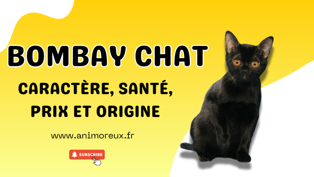 bombay-chat-race-des-chats