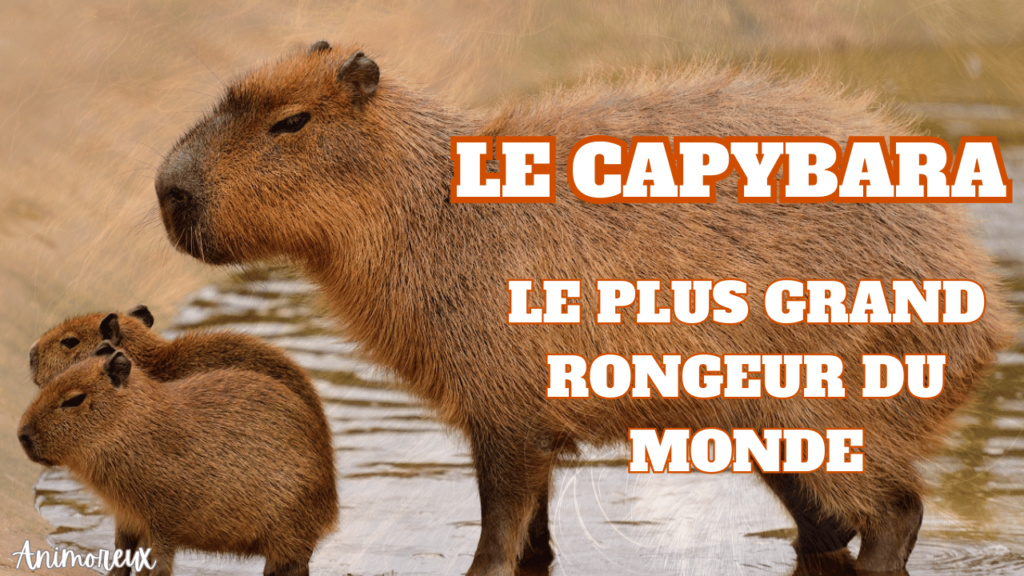 capybara-Le-plus-grand-rongeur-du-monde