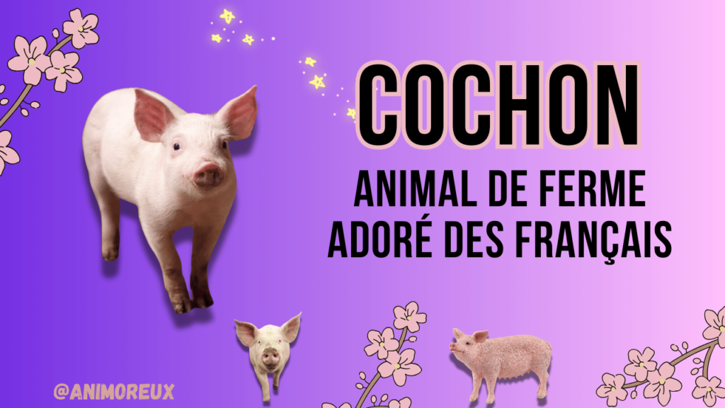 cochan-animal-de-ferme