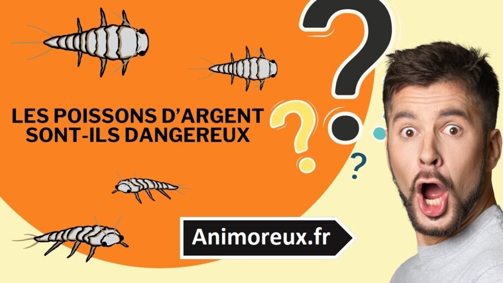 poissons-d'argent-insecte