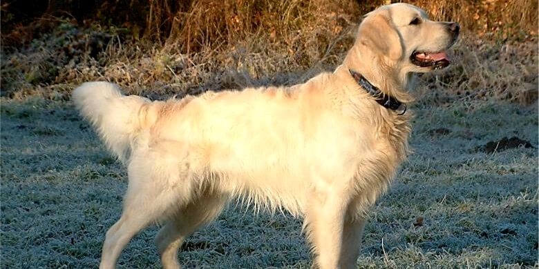 Chien Golden Retriever
