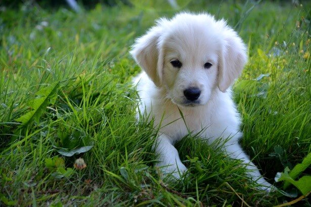 Chiot Golden Retriever blanc