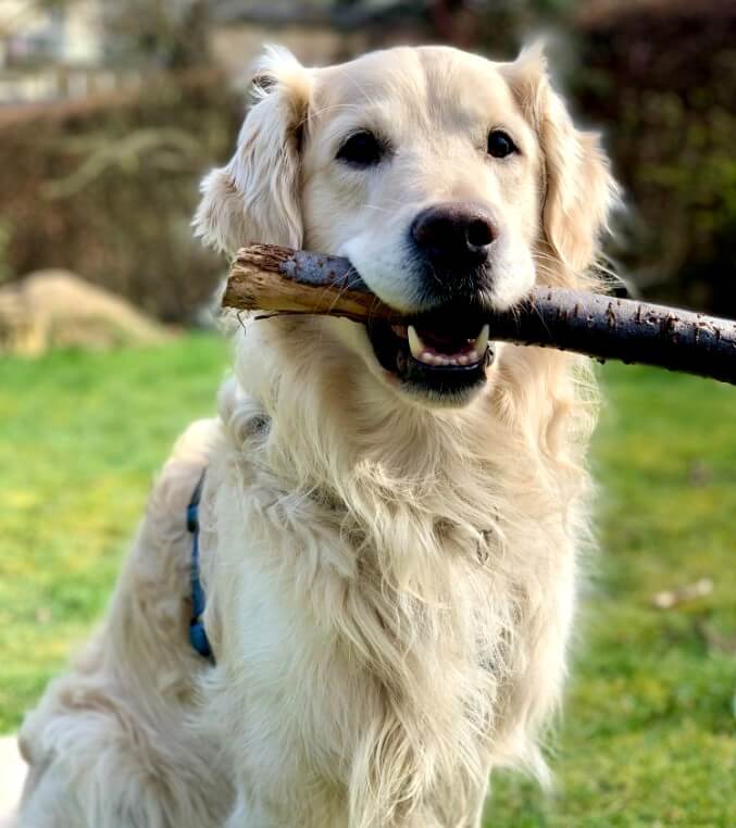 Golden Retriever avec un bâton dans la gueule