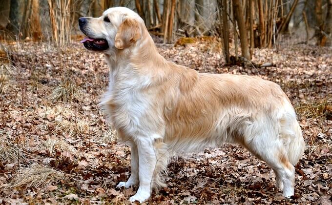 Golden Retriever dans le bois