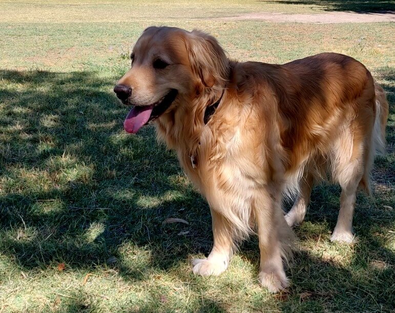 Golden Retriever dans un jardin