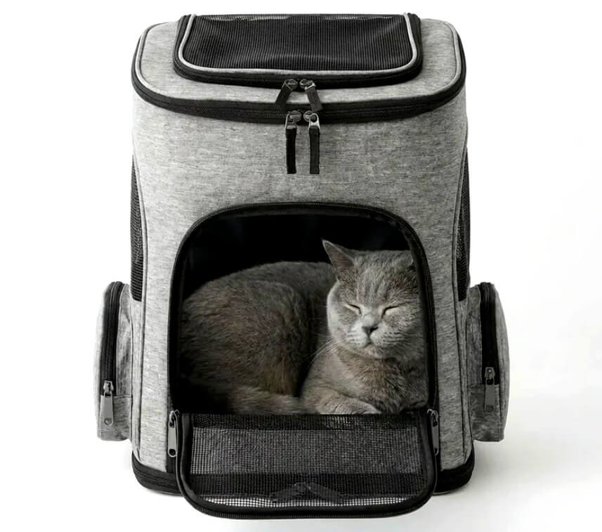 Chat dans un sac de transport pour chats