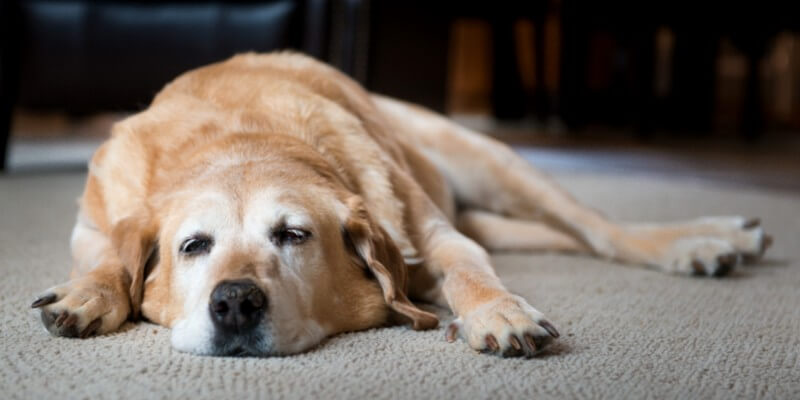 Chien fatigué allongée