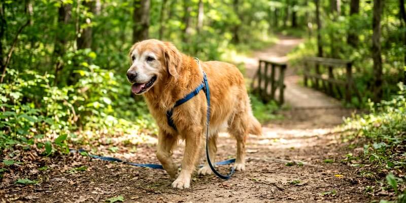 Chien perdu dans un parc